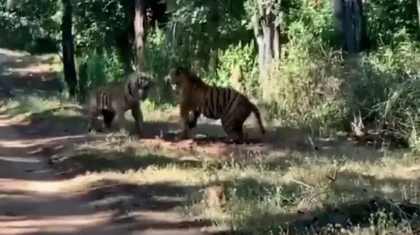 فیلم شاخ و شانه کشیدن دو ببر با غرش وحشتناک