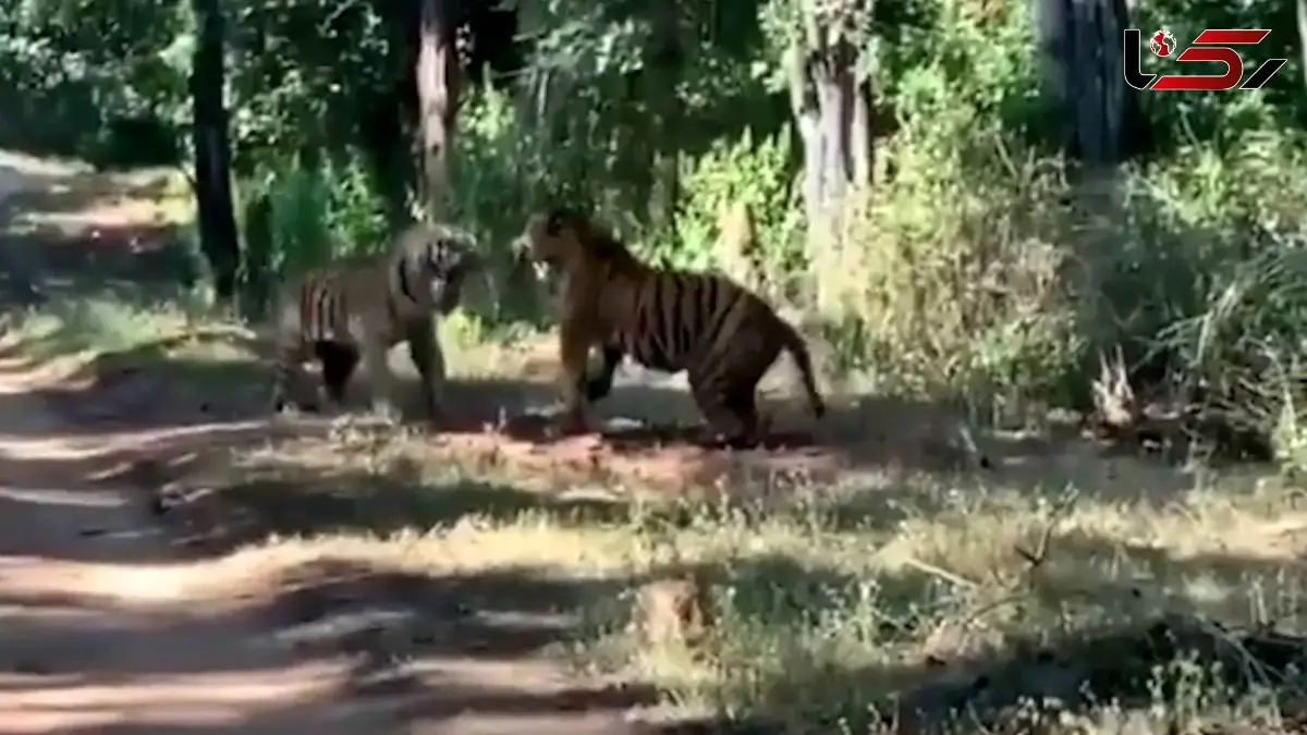 فیلم شاخ و شانه کشیدن دو ببر با غرش وحشتناک