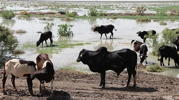 بی اطلاعی عجیب معاون سازمان محیط زیست از درگیر شدن 70 درصد تالاب های کشور با خشکسالی / ذوالجودی: خشک شدگی در کمین تالاب هاست! 