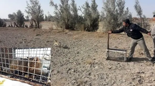 یک قلاده گربه وحشی در زیستگاه اصلی خود رها سازی شد 