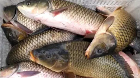 شکارچی های خراسانی به این حیوان کمیاب رحم نکردند!