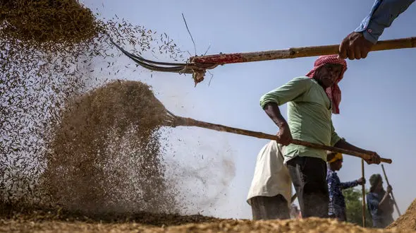 واردات چای و برنج هندی به کشور ممنوع شد