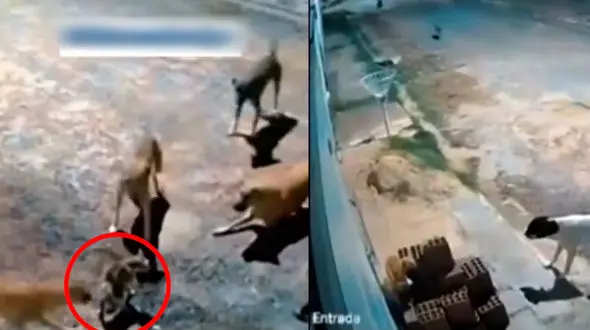 حمله گربه شجاع به دسته سگ ها