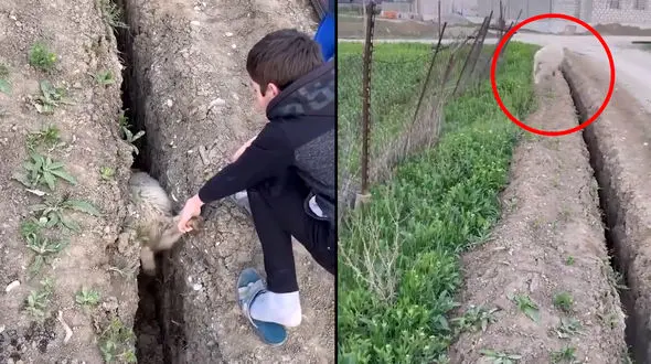 گوسفند بدشانس چه اتفاقی برایش افتاد؟ + فیلم