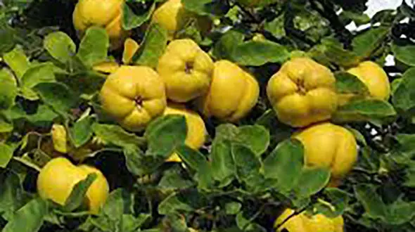 ضدعفونی زخم‌ها با یک میوه زمستانی!