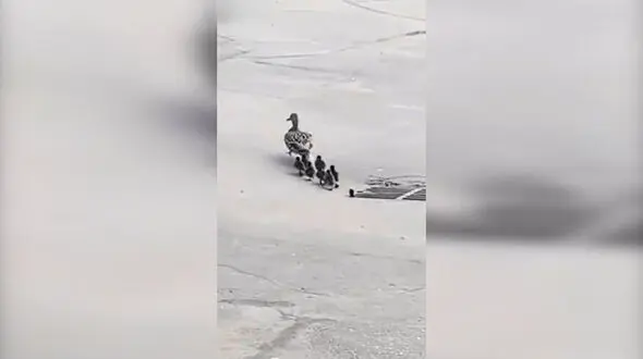 مادری که بچه‌هایش را به کشتن داد! + فیلم