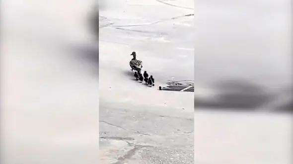 مادری که بچه‌هایش را به کشتن داد! + فیلم