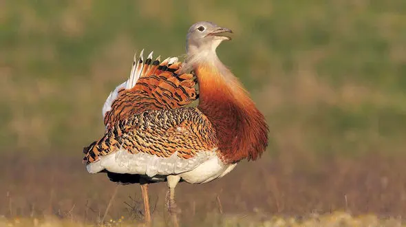 فقط 20 میش مرغ در کشور باقی مانده است !