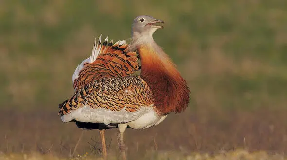 فیلم نقش بافی «عروس بوکان» با بودجه IUCN در ایران