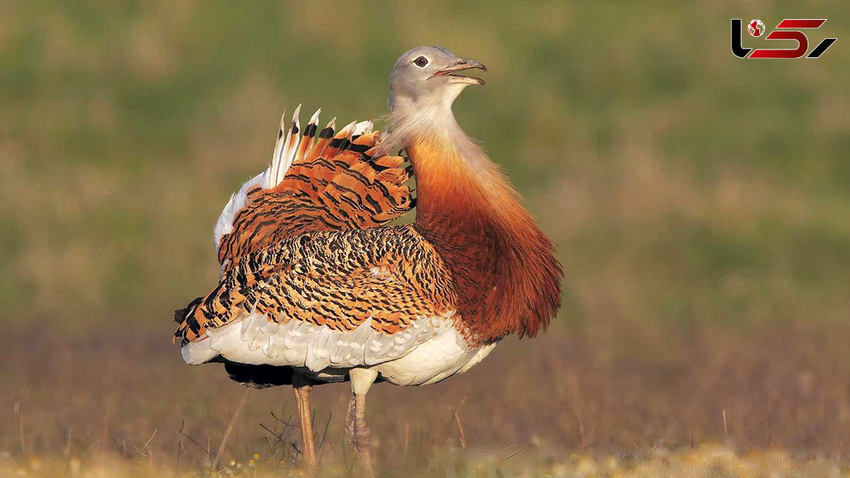 فیلم نقش بافی «عروس بوکان» با بودجه IUCN در ایران