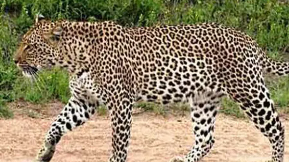 حمله پلنگ به چوپان جوان در گلستان