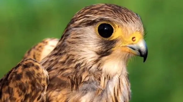 قاچاقچی بهله دلیجه در رودبار دستگیر شد