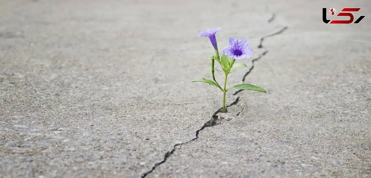 نور،صدا ،حرکت برای زندگی !