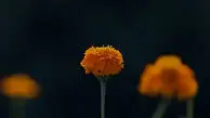 آینده را امروز بساز