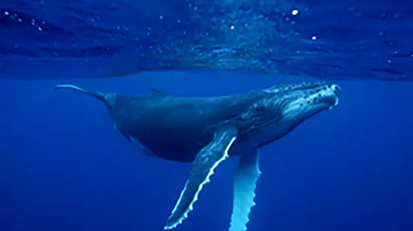 نزدیک شدن نهنگ غول‌پیکر به قایقی کوچک + فیلم