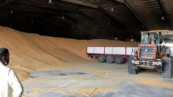 تناقض گویی مسئولان در مورد 6 هزارتن ذرت آلوده / ذرت های فاسد شده ای که با هزینه ارز فراوان از بیت المال وارد کشور شده بود