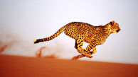 ببینید | سرعت باورنکردنی یک یوزپلنگ در خیابان‌های عمان + فیلم
