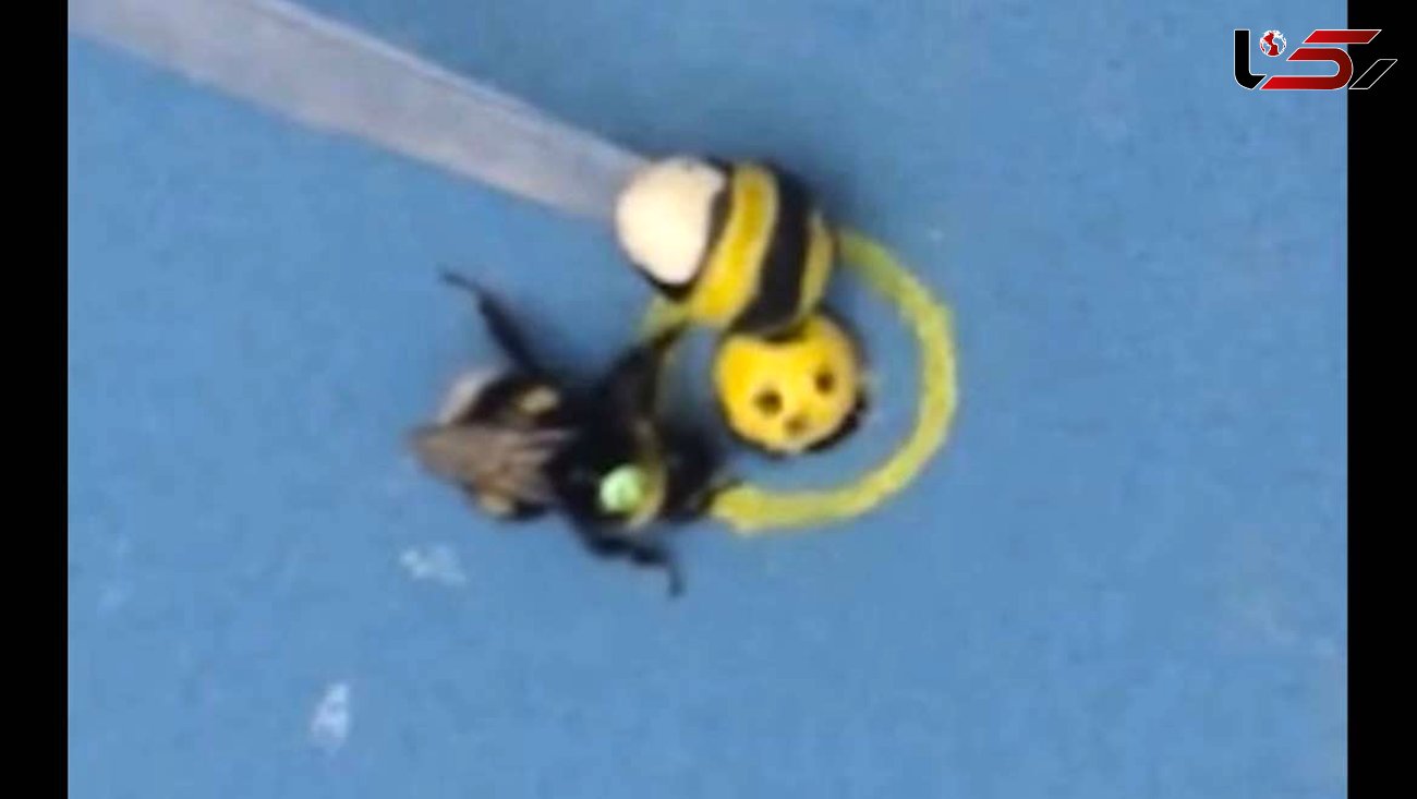 توانایی شگفت انگیز زنبور عسل+فیلم