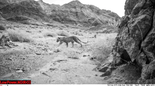 پلنگ دوباره در اصفهان مشاهده شد/ این گونه کمیاب است+عکس