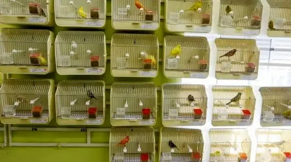 «آوازشاه»؛ قناری ایرانی که ۶۰۰ میلیون تومان فروخته شد/ صدایش شبیه خواننده موسیقی سنتی است + عکس ها