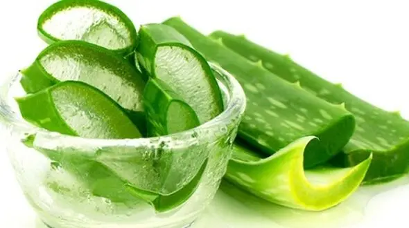 درمان هزار و یک بیماری با ژل آلوئه ورا