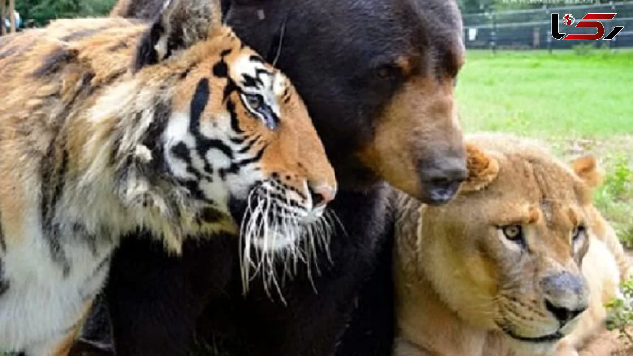 تصاویر حیرت‌انگیزی از دوستی 15 ساله شیر و ببر و خرس / انسان ها در شوک!