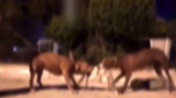 فیلم گربه کشی برای سیر کردن سگ های جوان آبادانی 