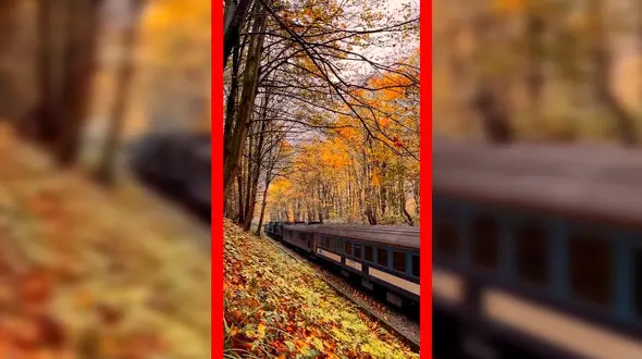 فیلم عبور قطار میان جنگل پاییزی شیرگاه در مازندران