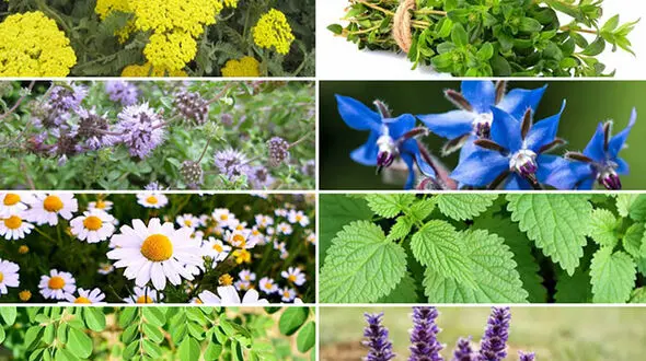 بهشت گمشده اقتصاد مقاومتی؛ گیاهان دارویی فارس چگونه 45 هزار تن طلا تولید می‌کند؟