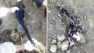 2 شال آبی و گلدار زنانه بالای جسد خورده شده توسط حیوانات / در مشهد رخ داد