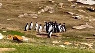 لحظه رو در رویی 2 گروه پنگوئن + فیلم 