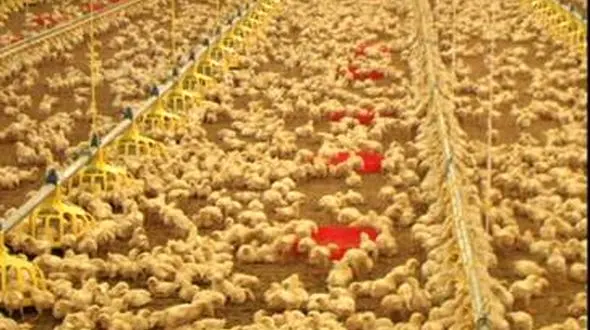 کشف جوجه های فاقد مجوز در آستارا 