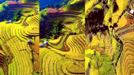 ببینید / تایوان و زمین‌های فوق‌العاده زیبای برنج کاری + فیلم 