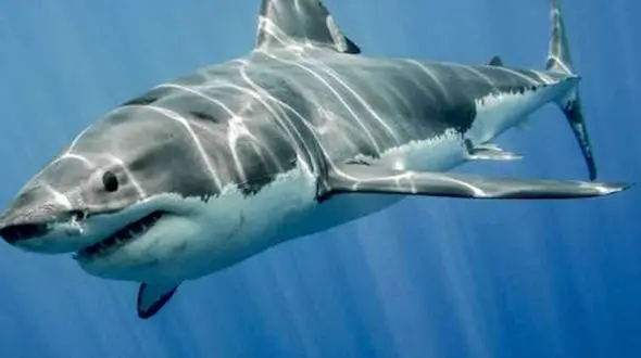 کشتار کوسه‌های چابهار برای پختن سوپ گران قیمت