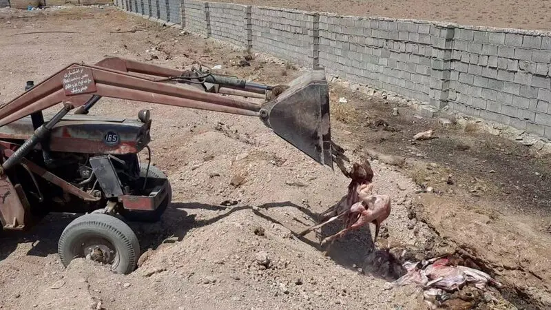 مسمومیت گله گوسفند و تلف شدن ۱۴ راس آن در شادگان گلپایگان 