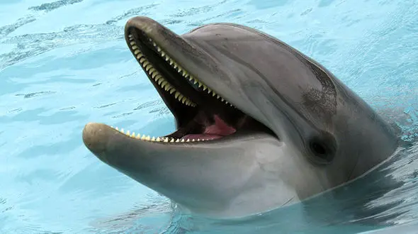 ببینید / دیدار جالب مرد غواص و دلفین پس از سال ها + فیلم