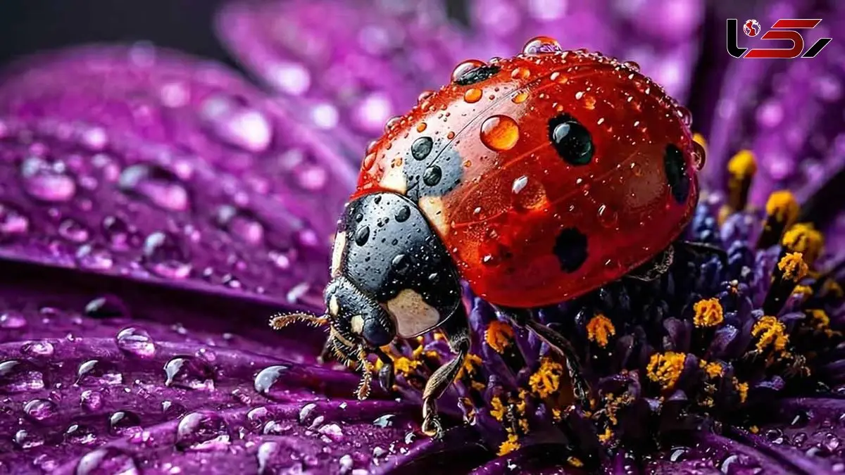 فال ابجد امروز 10 اردیبهشت 1405