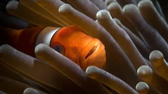 دلقک‌ماهی بازیگوش و زیبا در عکس روز نشنال جئوگرافیک