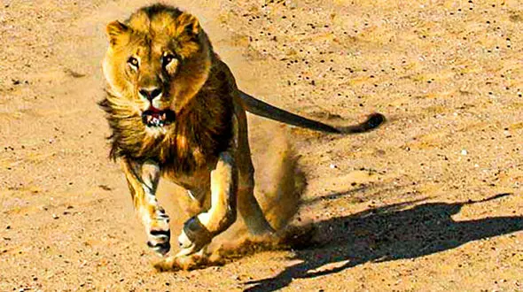 حمله دلخراش شبر گرسنه به یک مرد + فیلم