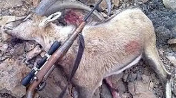 محاصره 5 شکارچی مسلح در گچساران / 2 متهم گریختند