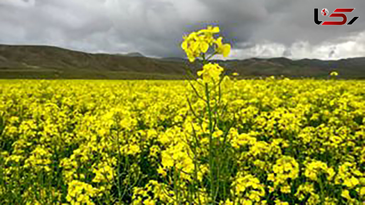 زیبایی های زنجان به زبان تصویر 