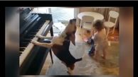 فیلم دیدنی نوازندگی و خوانندگی یک سگ با پیانو 