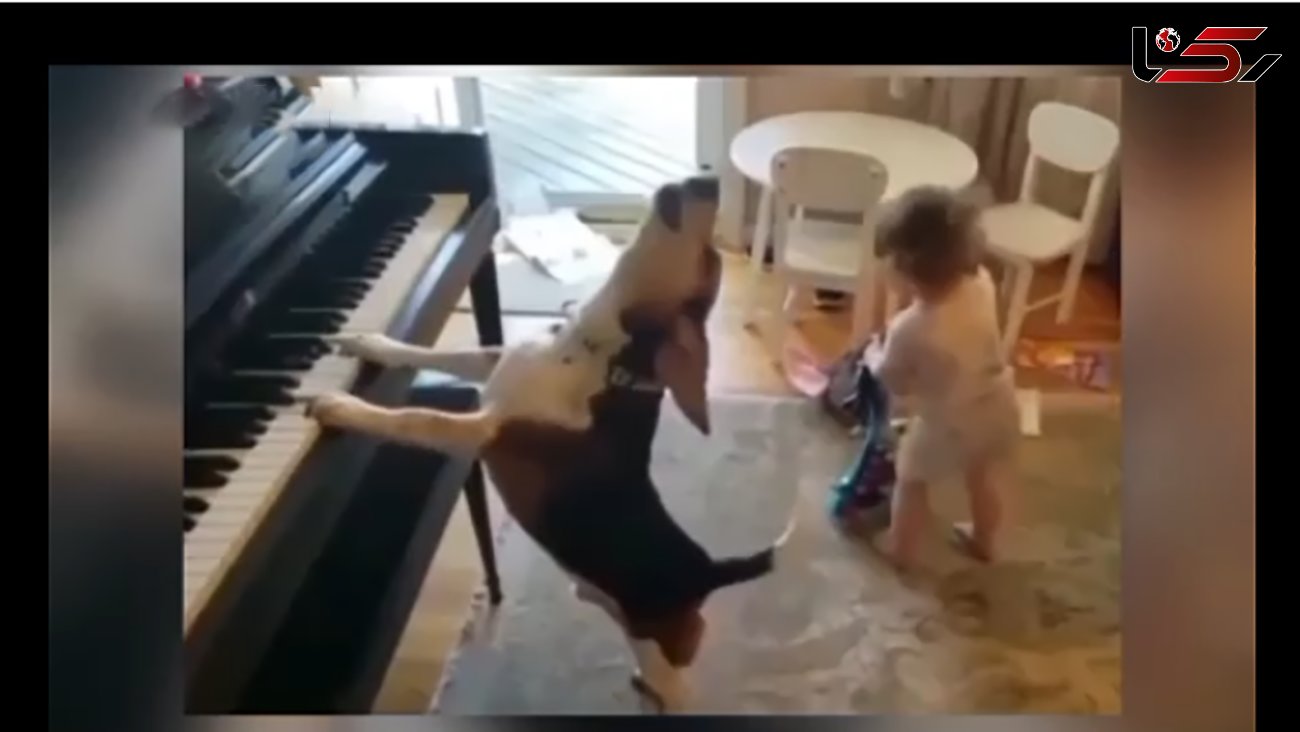 فیلم دیدنی نوازندگی و خوانندگی یک سگ با پیانو 
