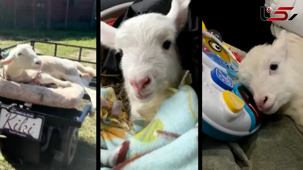 داستان زندگی بره ای با ناتوانی جسمی که قلب هزاران نفر را تسخیر کرد + فیلم