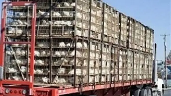 کشف جوجه های بدون مجوز در آستارا