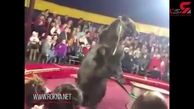 لحظه وحشتناک حمله خرس به مربی سیرک! + فیلم