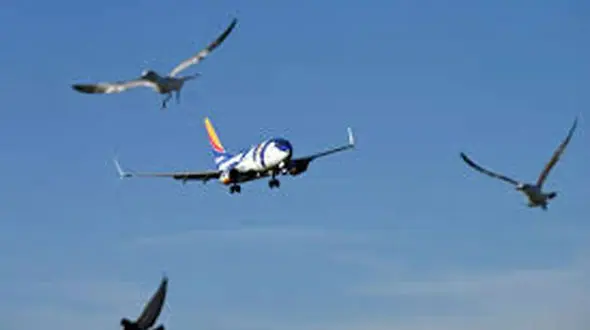 برخورد پرنده با هواپیمای آموزشی دردسرساز شد + فیلم 