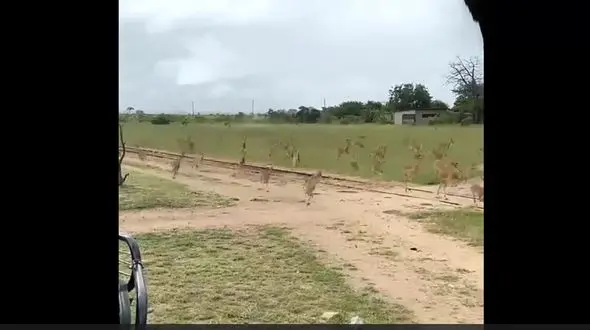 فیلم دیدنی از ناکامی پلنگ گرسنه در حمله به گله آهو 