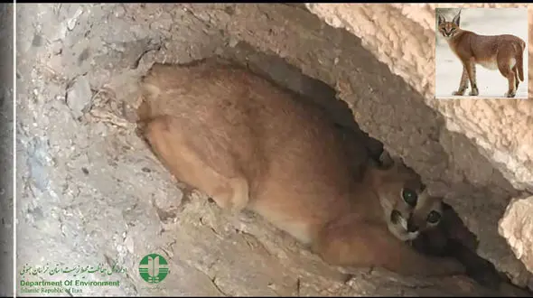 کمیاب‌ترین گربه وحشی ایران در سرایان دیده شد