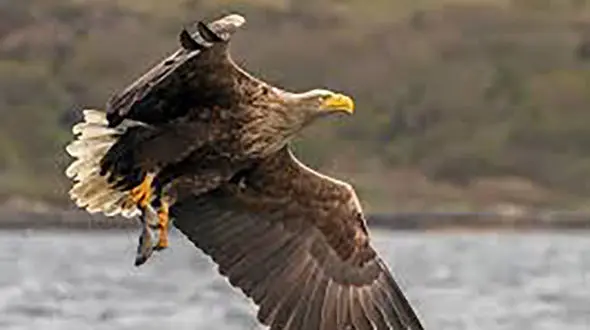 این عقاب نماد غرور است + عکس